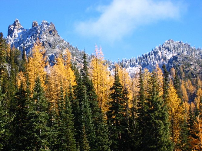 Heading up the slope, we were surrounded by ascending tiers of dark green firs, gold larches, and white frosted trees highest up.